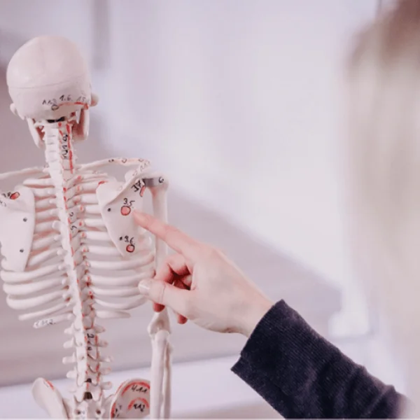 Bodymind-Ratingen-Physio-3 Physiotherapie Bodymind Ratingen Modelldarstellung
